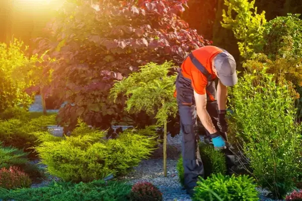 Landscape Contractor in Hemet, CA Landscape Contractor in Hemet, CA