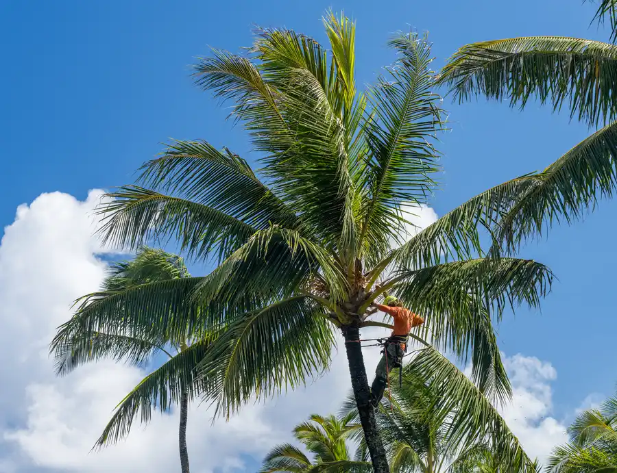 Expert Palm Tree Trimming Hemet CA
