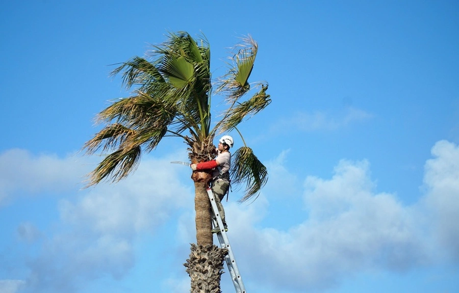 How Palm Tree Trimming Enhances The Beauty Of Your Landscape Hemet CA