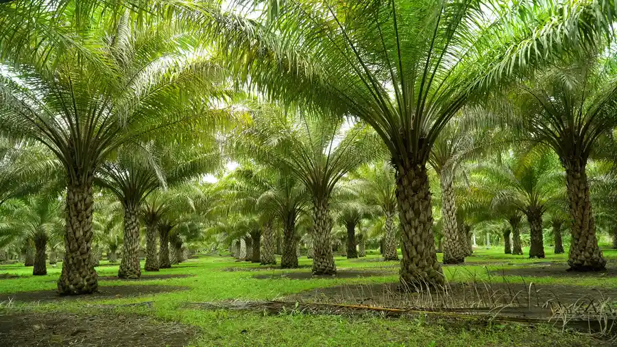How Palm Tree Trimming Enhances The Beauty Of Your Landscape in Hemet CA
