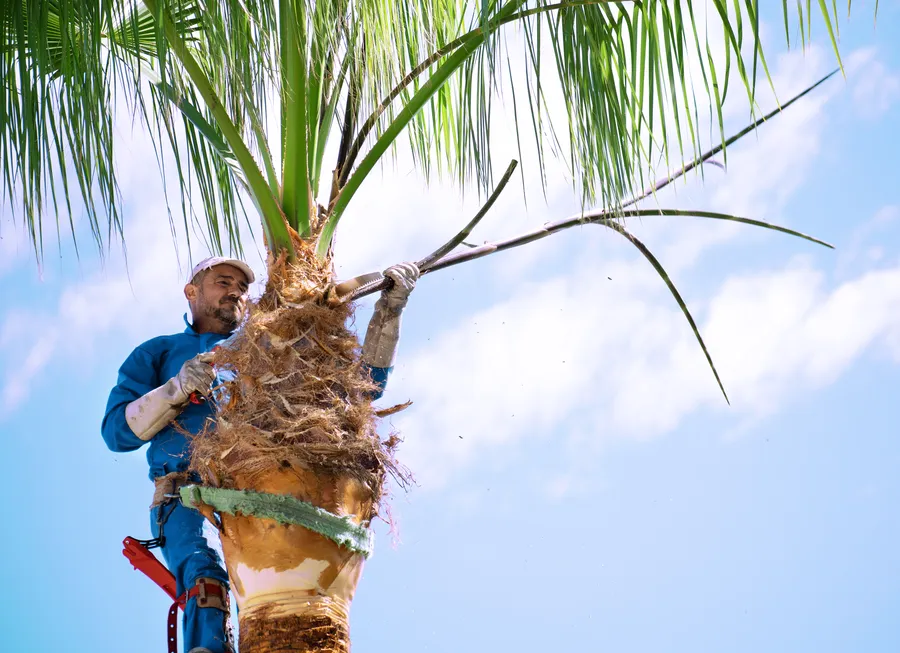 How Regular Palm Tree Trimming Prevents Pest And Disease Issues Hemet CA