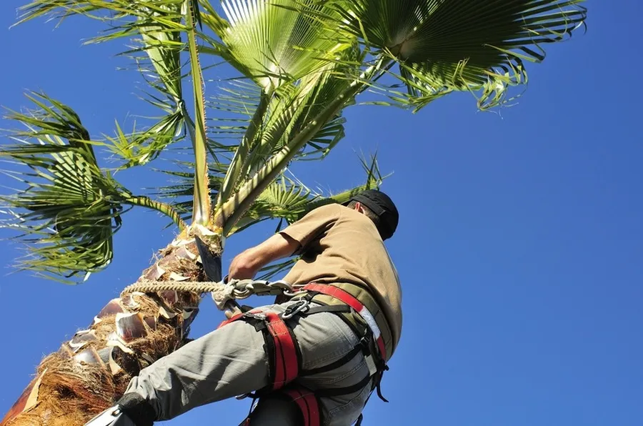 How Regular Palm Tree Trimming Prevents Pest And Disease Issues in Hemet CA