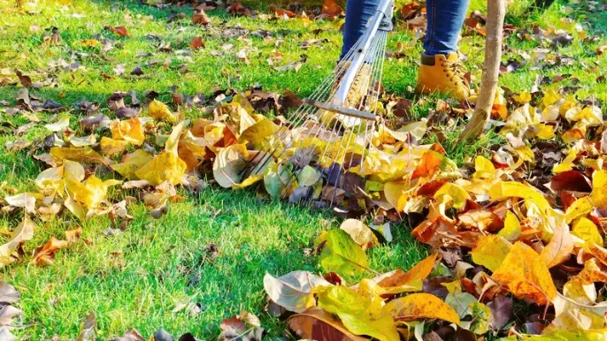 How Yard Maintenance Affects Property Value And Aesthetics in Hemet CA