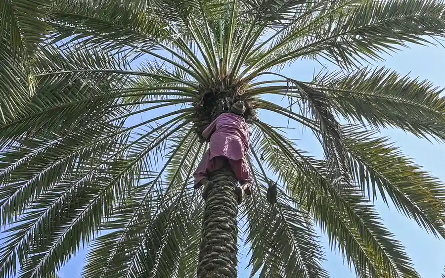 Quality Palm Tree Trimming Hemet CA