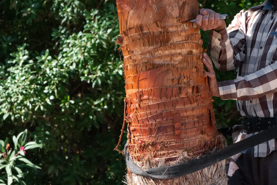 Top-rated Palm Tree Trimming Hemet CA